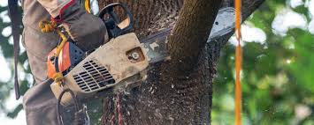 Professional Tree Removal in Eureka, CA